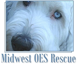  Midwest Old English Sheepdog Rescue- Minnesota & Indiana